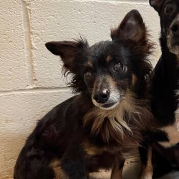 Grizzly -  Chihuahua and Dachshund Dog for Adoption in Shinnston, West Virginia - Grizzly | PetCurious