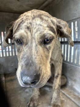 Plott Hound Dogs Available for Adoption in San Antonio, Texas - RIO | PetCurious