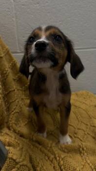 26-560 Morgan -  Hound and Mixed Breed Dog for Adoption in Barnesville, Georgia - 26-560 Morgan | PetCurious