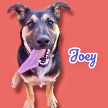 German Shepherd Dog and Mixed Breed Dogs Available for Adoption in Scottsdale, Arizona - Joey | PetCurious