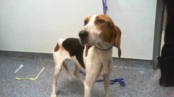 A1269375 -  Treeing Walker Coonhound Dog for Adoption in Charlotte, North Carolina - A1269375 | PetCurious