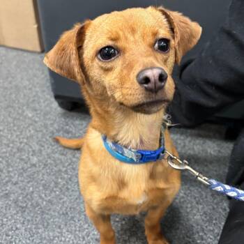 Dachshund Dogs Available for Adoption in Allentown, Pennsylvania - Moose | PetCurious