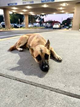 Rescue Shepherd Dogs for Adoption in Tehachapi, California - Josie | PetCurious