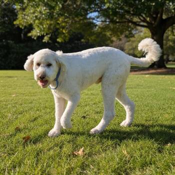 Marv -  Sheepadoodle Dog for Adoption in Coeur D
