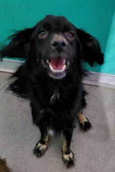 Ricco -  Terrier Dog for Adoption in Tulare, California - Ricco | PetCurious