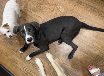 Golden Retriever and American Staffordshire Terrier Dogs Available for Adoption in Alexander, Arkansas - Balki | PetCurious