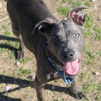 Chervil -  American Staffordshire Terrier and Mixed Breed Dog for Adoption in Hattiesburg, Mississippi - Chervil | PetCurious