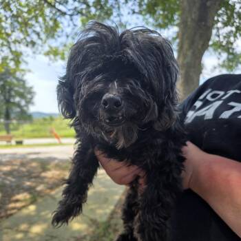 TNGC-Stray-1299 -  Shih Tzu Dog for Adoption in Pulaski, Tennessee - TNGC-Stray-1299 | PetCurious