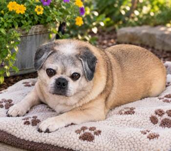 Carlton -  Pug Dog for Adoption in Orange, California - Carlton | PetCurious