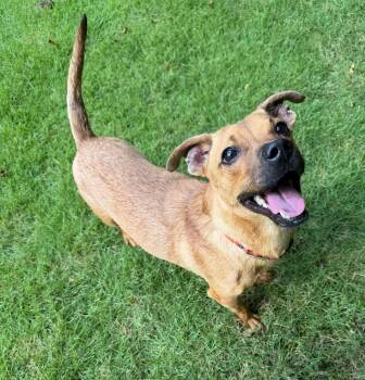 Peanut -  Dachshund and Chihuahua Dog for Adoption in Calera, Alabama - Peanut | PetCurious