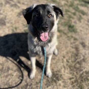 Bryce -  Mixed Breed Dog for Adoption in Spokane, Washington - Bryce | PetCurious
