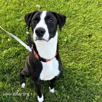 Bullwinkle -  Pit Bull Terrier and Mixed Breed Dog for Adoption in Cheyenne, Wyoming - Bullwinkle | PetCurious