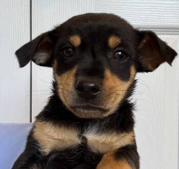 Dachshund and Chihuahua Dogs Available for Adoption - Timon | PetCurious
