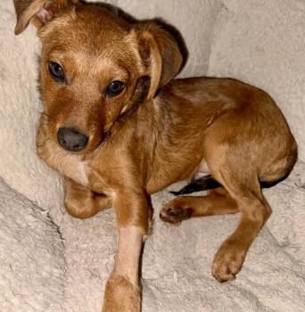 Rescue Terrier Dogs for Adoption in Amarillo, Texas - Tahoe | PetCurious