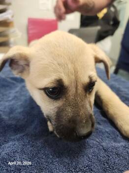 Prometheus -  Mixed Breed Dog Available for Adoption in Sapulpa, Oklahoma - Prometheus | PetCurious