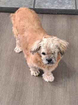 Shih Tzu Dogs Available for Adoption - Grandpa Leo | PetCurious