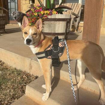 Mixed Breed Dogs Available for Adoption in Pelham, New Hampshire - Cupcake  | PetCurious