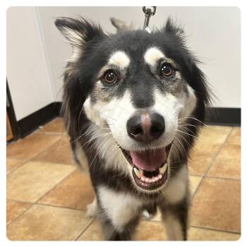 FWT Kady -  Siberian Husky Dog for Adoption in Midland, Texas - FWT Kady | PetCurious