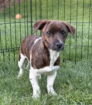 Mixed Breed Dogs Available for Adoption in Indianapolis, Indiana - Timone | PetCurious
