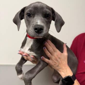 Charlotte -  Mixed Breed Dog for Adoption in Tampa, Florida - Charlotte | PetCurious