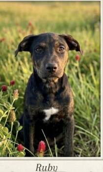 Christie - Ruby -  Labrador Retriever Dog for Adoption in Semmes, Alabama - Christie - Ruby | PetCurious