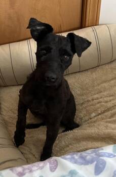 Poodle Dogs Available for Adoption in Cheektowaga, New York - Ravioli | PetCurious