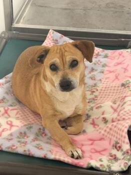 Chihuahua and Mixed Breed Dogs Available for Adoption in Fort Worth, Texas - Ska | PetCurious