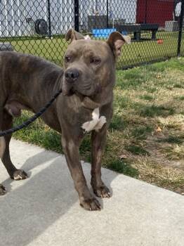 Rescue Mixed Breed Dogs for Adoption in West Chester, Pennsylvania - Kovu | PetCurious