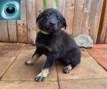 Umbreon -  Mixed Breed Dog Available for Adoption in Milton, Delaware - Umbreon | PetCurious