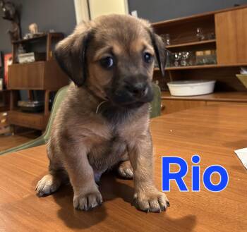 Puggle and Chihuahua Dogs Available for Adoption in Dallas, Texas - Rio | PetCurious