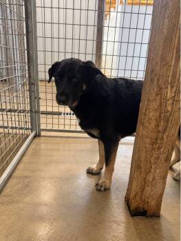 Simba -  German Shepherd Dog Dog for Adoption in Winchester, Indiana - Simba | PetCurious