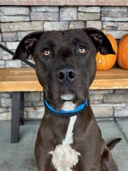 Rescue Pit Bull Terrier and Mixed Breed Dogs for Adoption in Yakima, Washington - Lenny | PetCurious