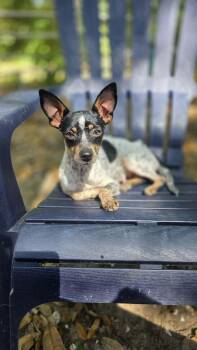 Rat Terrier Dogs Available for Adoption in Milton, Florida - Jellybean | PetCurious