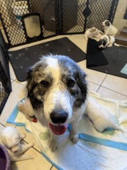 Great Pyrenees Dogs Available for Adoption in Spring, Texas - Nyx | PetCurious
