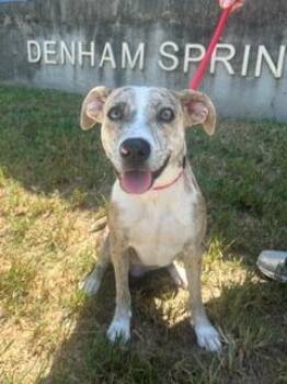 Anastasia -  Mixed Breed Dog for Adoption in Denham Springs, Louisiana - Anastasia | PetCurious
