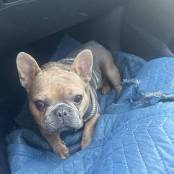 Kingston -  French Bulldog Dog for Adoption in Greensboro, North Carolina - Kingston | PetCurious