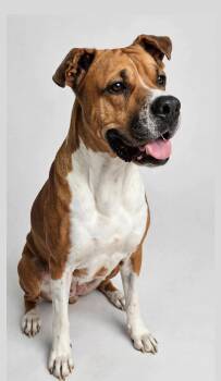 SUGAR -  Boxer Dog for Adoption in Houston, Texas - SUGAR | PetCurious