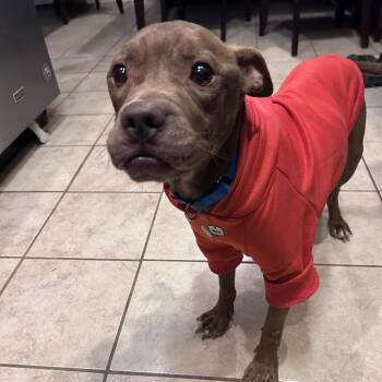 Oscar 26-02-006 -  Pit Bull Terrier Dog for Adoption in Bastrop, Texas - Oscar 26-02-006 | PetCurious