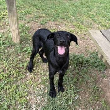 Labrador Retriever and Poodle Dogs Available for Adoption in Carencro, Louisiana - Solar Flare | PetCurious