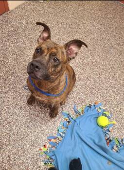 Rescue Pit Bull Terrier and Mixed Breed Dogs for Adoption in Westland, Michigan - Fozzie Bear | PetCurious