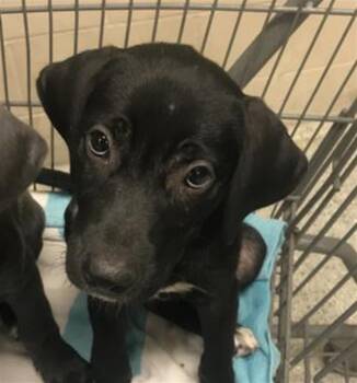 MINERVA -  Labrador Retriever and German Shepherd Dog Dog for Adoption in Conroe, Texas - MINERVA | PetCurious