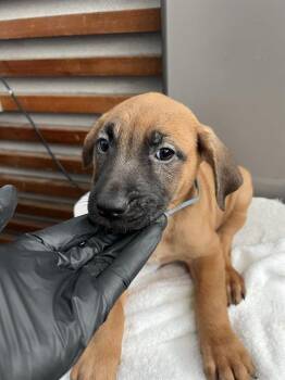 SHELBY -  Mixed Breed Dog for Adoption in Dallas, Texas - SHELBY | PetCurious