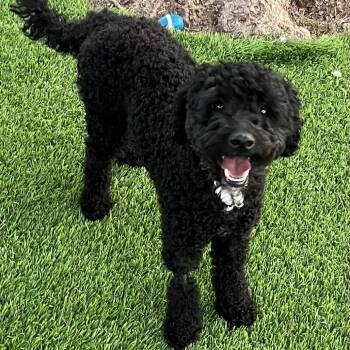 Socks -  Miniature Poodle Dog Available for Adoption in Las Vegas, Nevada - Socks | PetCurious