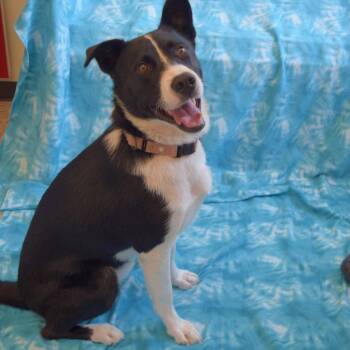 Chuck -  Border Collie Dog for Adoption in Eureka, California - Chuck | PetCurious