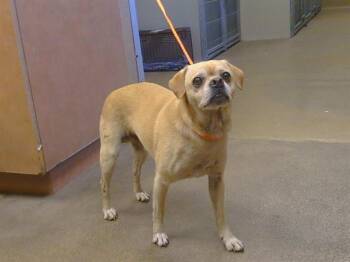 JAMESON -  Chihuahua and Pug Dog for Adoption in Sacramento, California - JAMESON | PetCurious