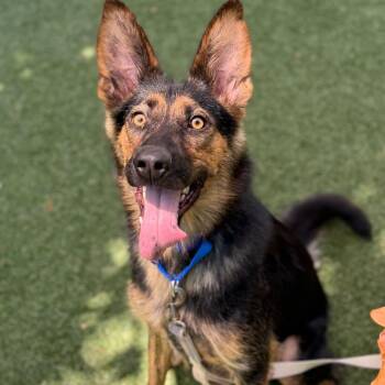 Clawdeen -  Mixed Breed Dog for Adoption in Asheville, North Carolina - Clawdeen | PetCurious