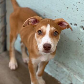 Ruby -  Pit Bull Terrier and Mixed Breed Dog for Adoption in Tulsa, Oklahoma - Ruby | PetCurious