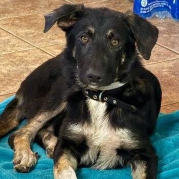 Bishop -  German Shepherd Dog Dog for Adoption in Hendersonville, Tennessee - Bishop | PetCurious