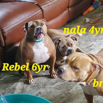 Rescue Pit Bull Terrier Dogs for Adoption in Chesapeake Beach, Maryland - Rebel | PetCurious