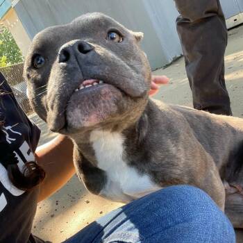 Gloria D11891 -  American Bulldog and French Bulldog Dog for Adoption - Gloria D11891 | PetCurious
